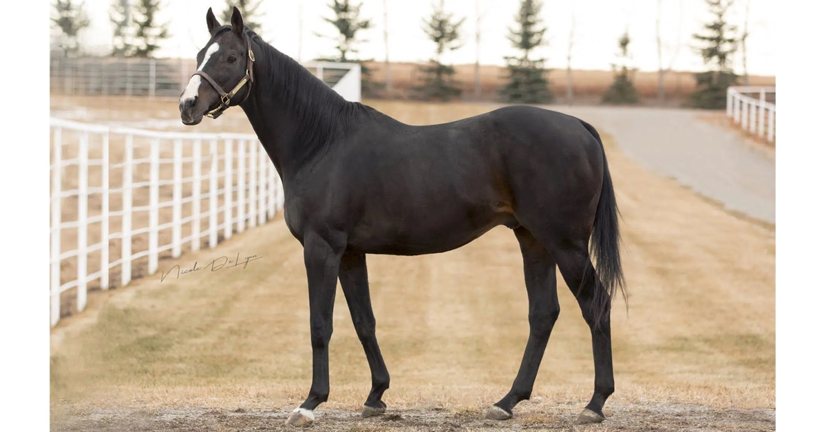 Thumbnail for Stolz Thoroughbreds To Stand Medallist, Dynamic Sky in Alberta