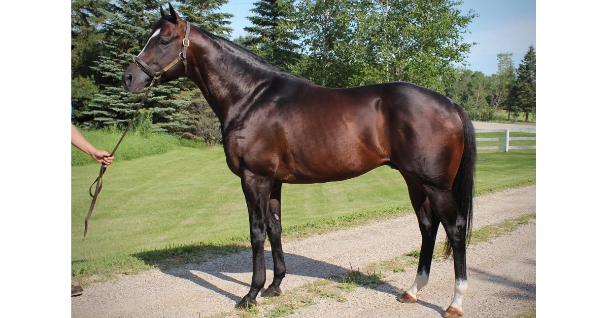 Thumbnail for Manitoba’s Magnificent Seven Stallions Incentives for Breeders