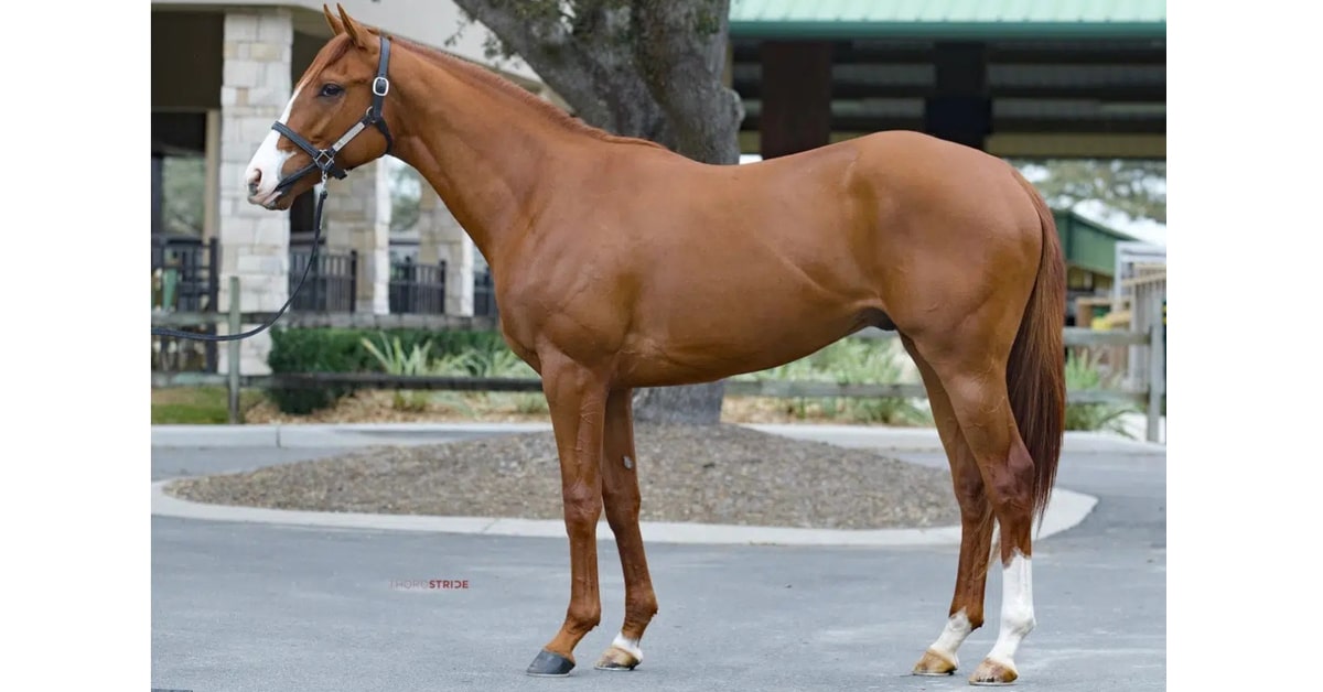 Thumbnail for Ocala Breeders’ March Sale Wraps Up With 30 Percent Increase