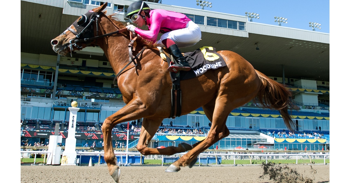 Thumbnail for Woodbine Weekly Wrap: Colbourne Saddles Three Winners
