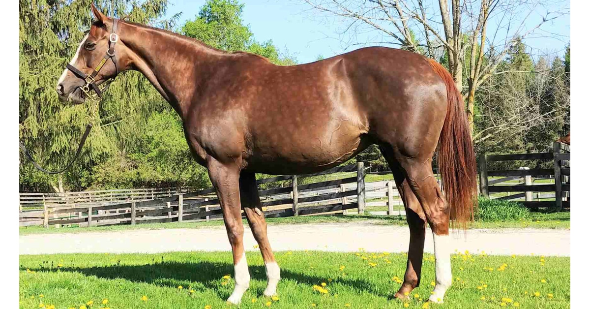Thumbnail for Half-Sister to Kentucky Derby Winner Comes to Ontario