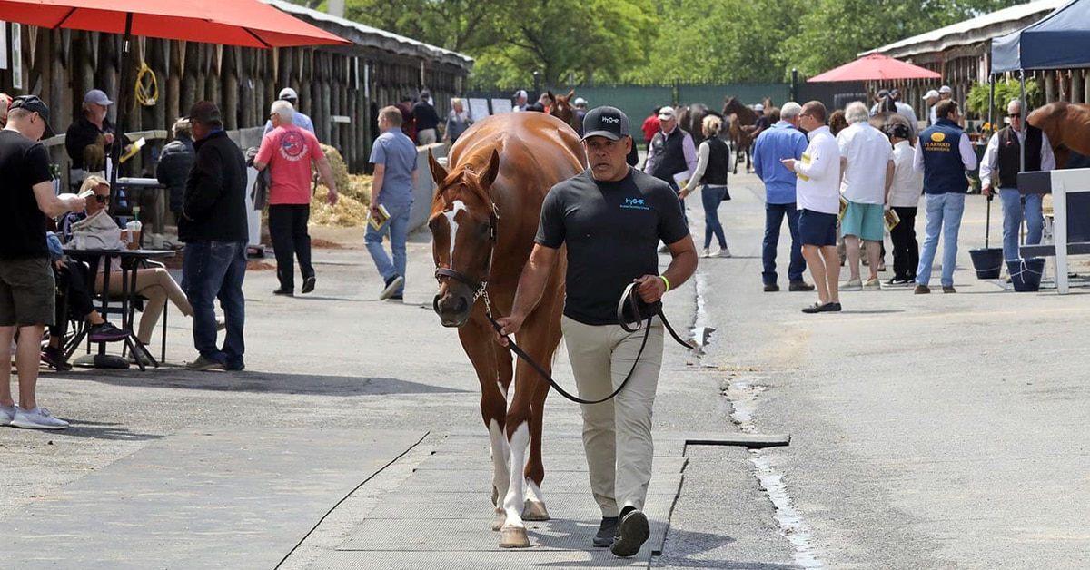 Thumbnail for Halo Again Among Offerings at Fasig-Tipton Horses of All Ages Sale