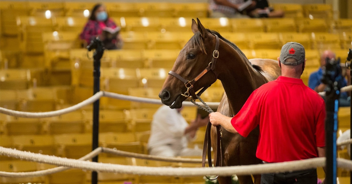 Thumbnail for Canadian Premier Yearling Sale Sales Credit Update