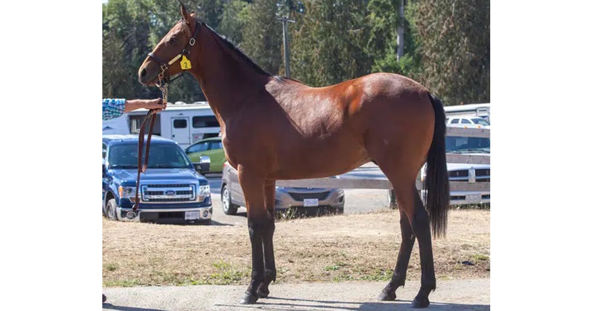 Thumbnail for BC CTHS Yearling/Mixed Sale Sees Increases Across the Board