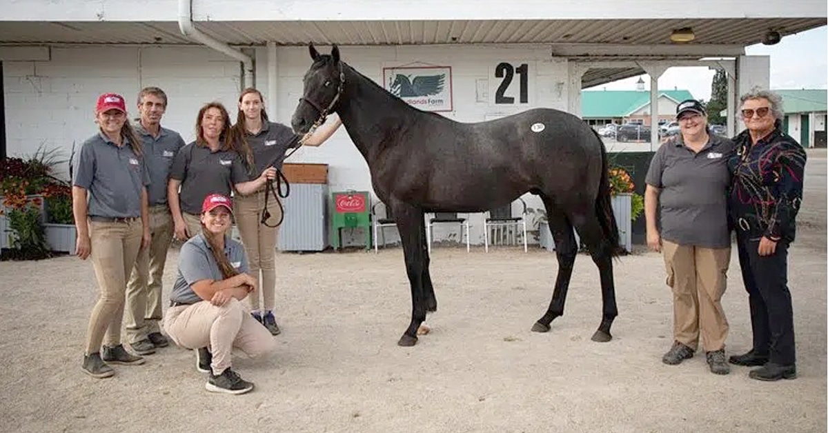 Thumbnail for Big Numbers: Cairo Prince Colt Tops Huge CTHS Ontario Sale