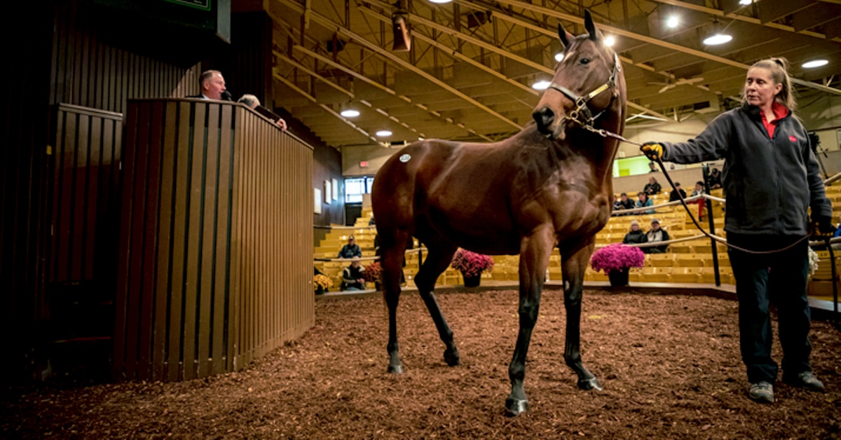 Thumbnail for 2022 CTHS Ontario Mixed Sale Sees Strong Results