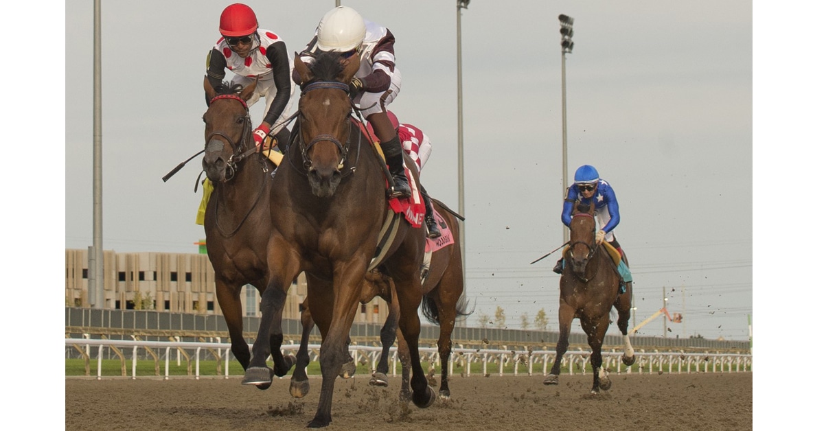 Thumbnail for Woodbine Saturday: Loyalty Takes Eventful Duchess Stakes