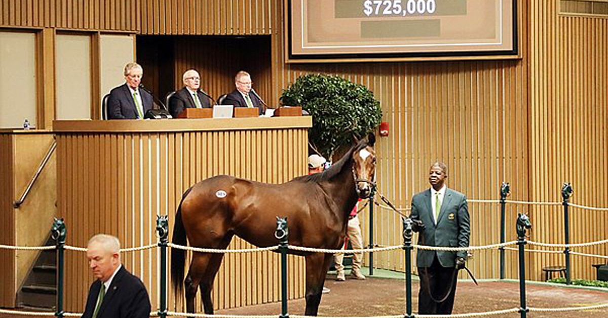 Thumbnail for Final Sam-Son Farms Filly Sells to David Anderson