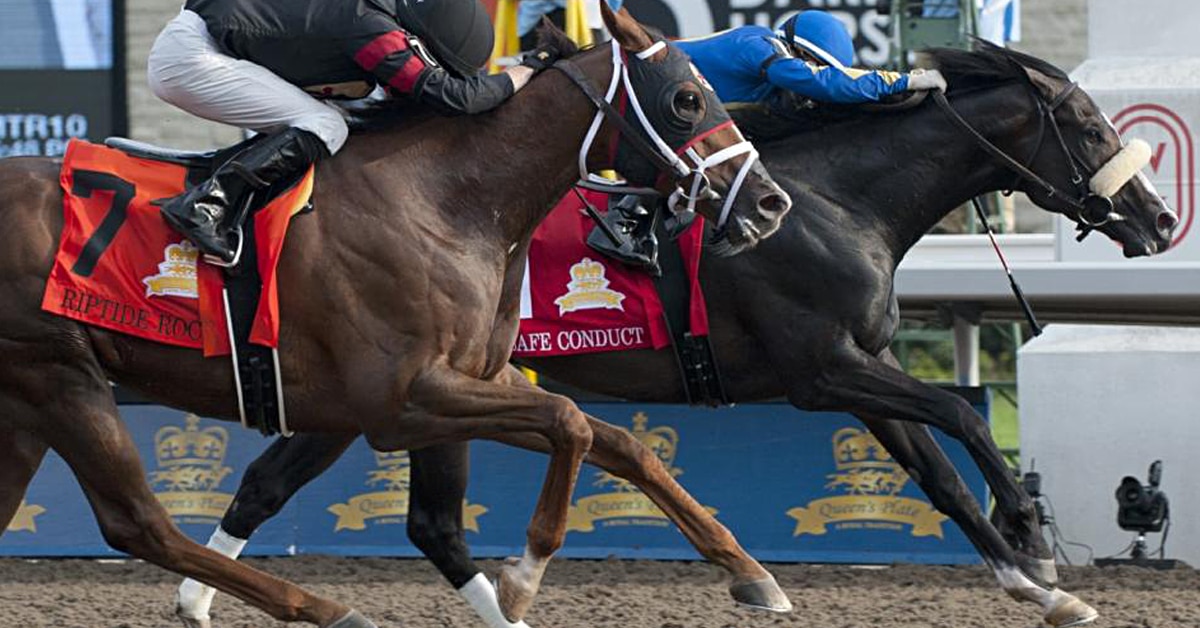 Thumbnail for Queen’s Plate Runner-Up Riptide Rock Sells at Ocala Sale