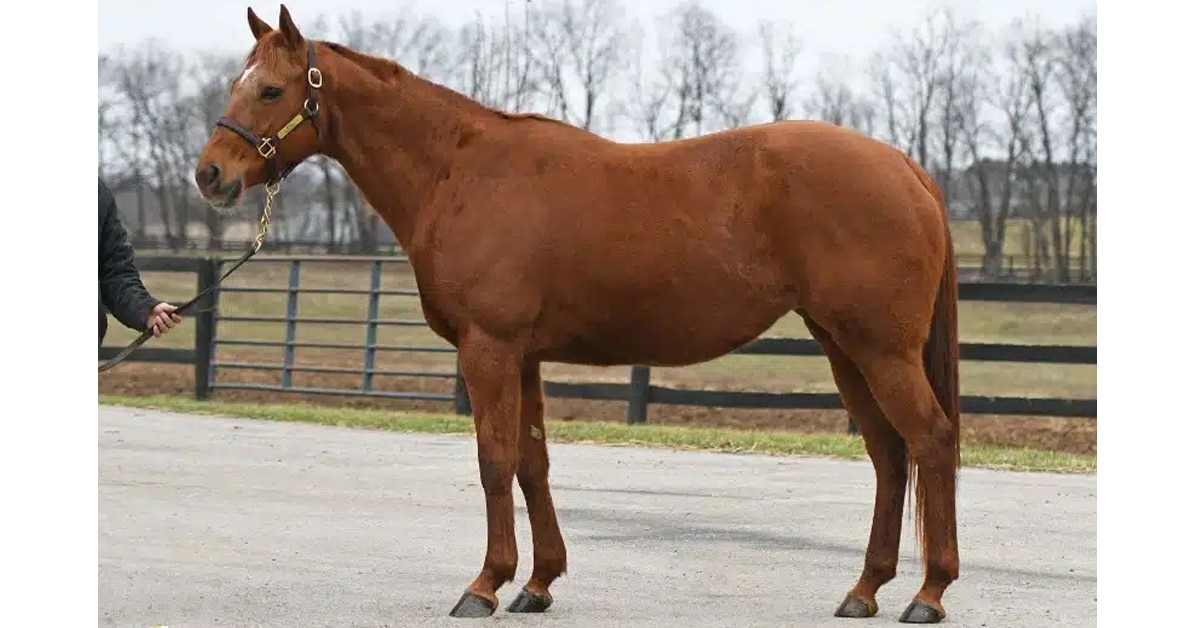 Thumbnail for Ontario’s Camhaven Purchases $100,000 Mare at Fasig Tipton
