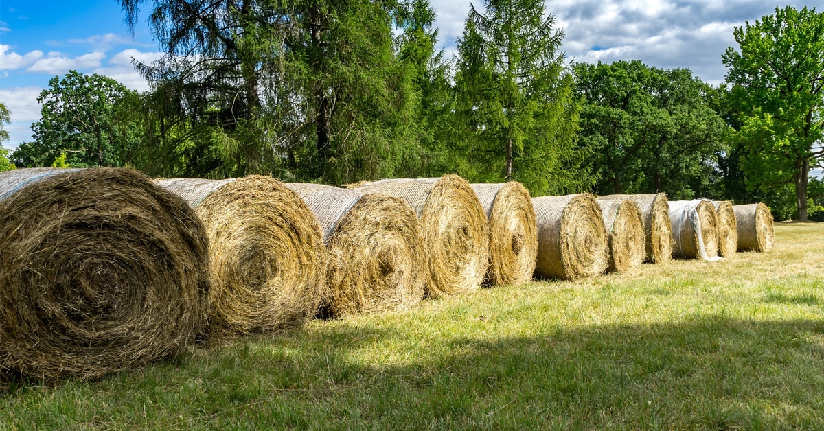 Round hay bales lined up in a field.
