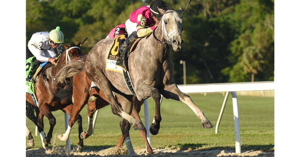 Thumbnail for Tapit Trice Takes Tampa’s Derby; ON-Bred Mission of Joy Wins