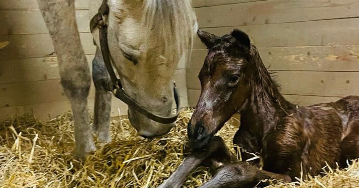 A mare and new-born foal in a stall.
