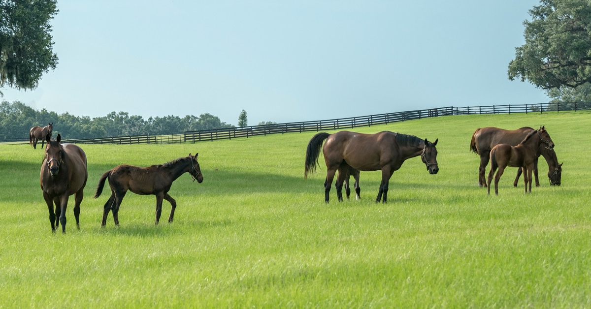 Broodmares and foals grazing in a field.