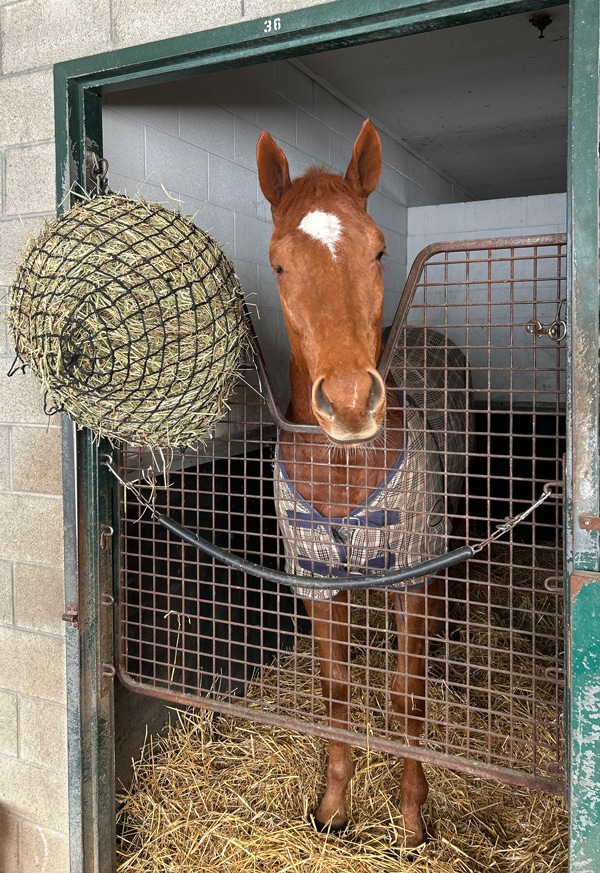 Poulin in O T standing in his stall on the backstretch.