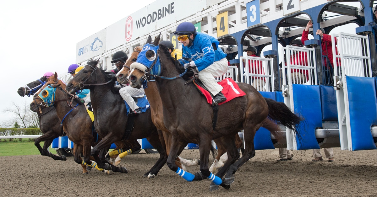 A group of racehorses breaking from the gate at Woodbine.