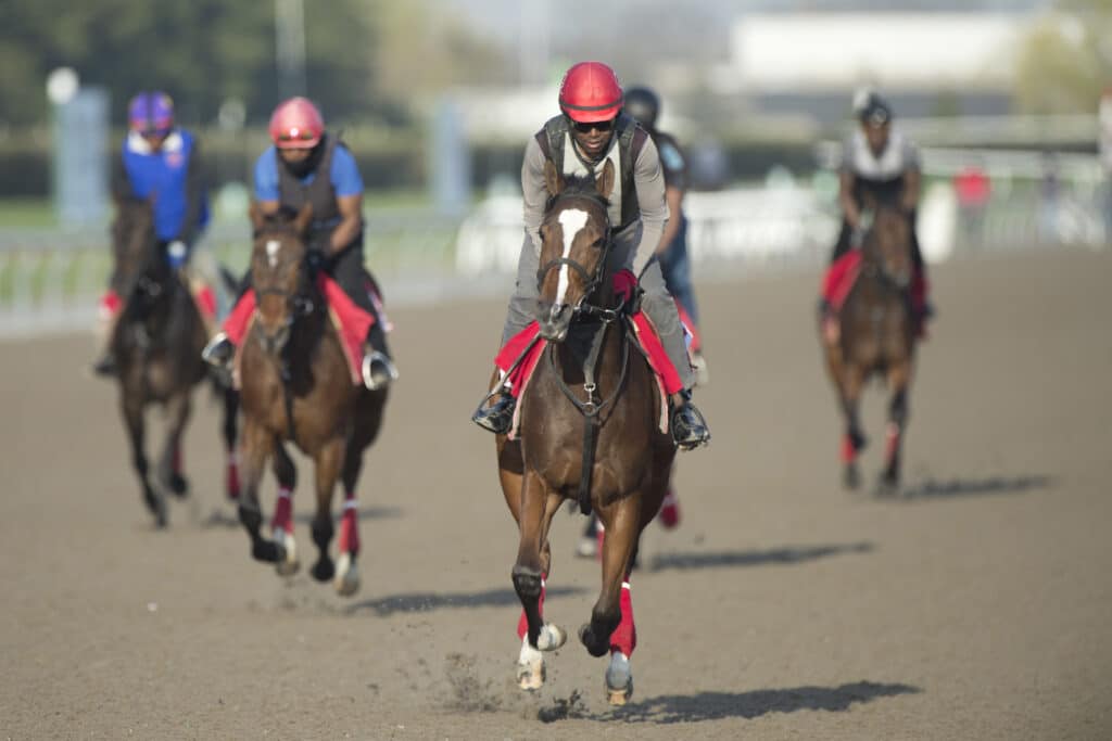 A group of Thoroughbreds exercising at Woodbine Racetrack.