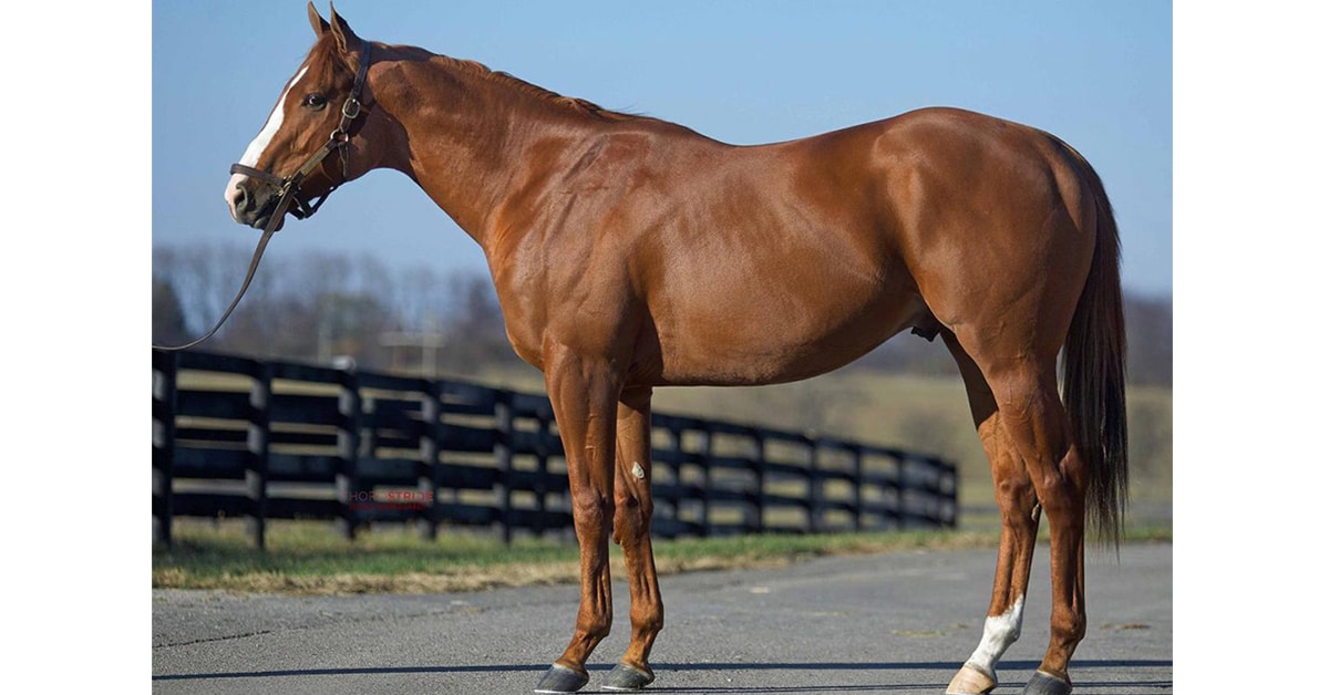 Conformation shot of Ontario-bred Equivoque as a yearling.