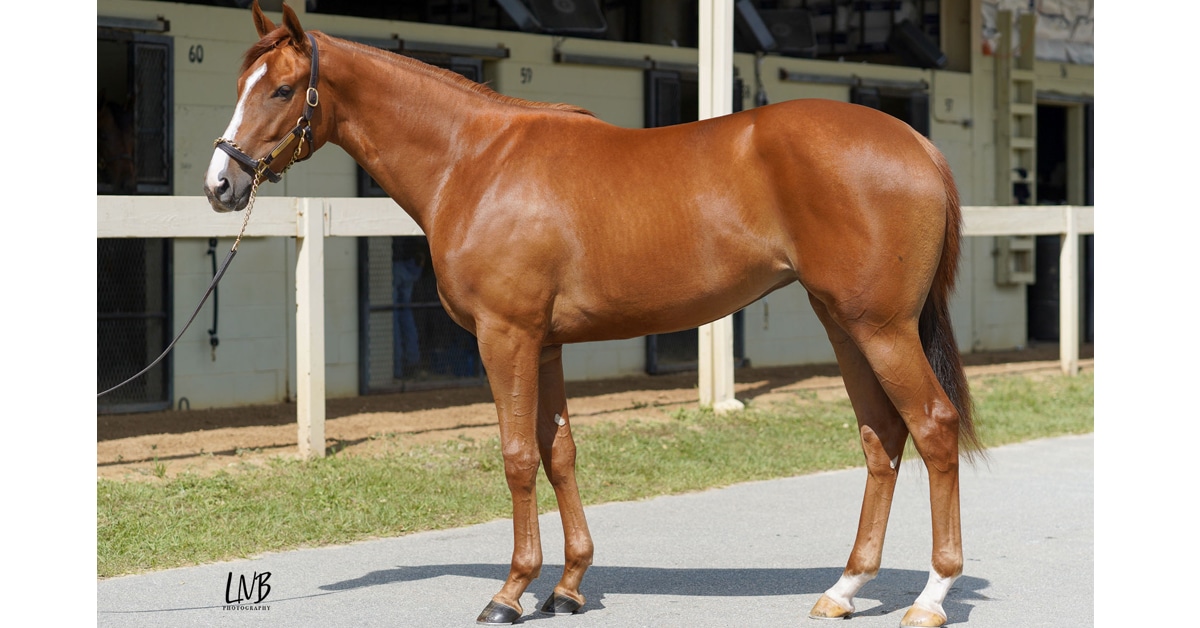 Conformation shot of a chestnut 2-year-old filly.