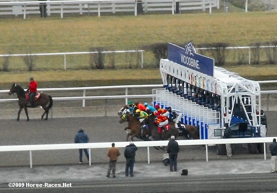 Racehorses breaking from the gate at Woodbine.