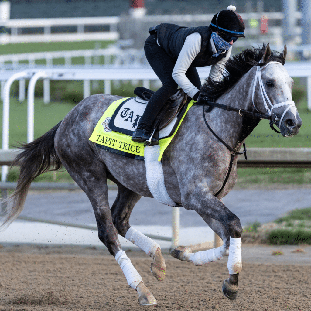 Grey racehorse Tapit Trice being exercised at Churchill Downs