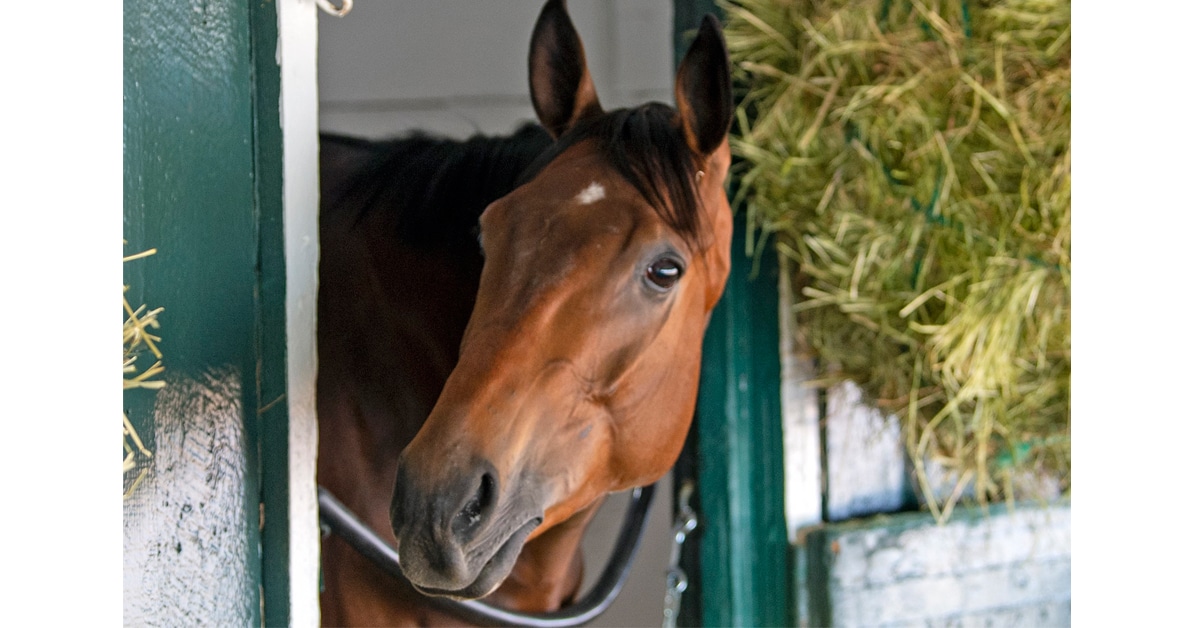 Bay racehorse Chase the Chaos poking his head out of his stall on the backstretch of Pimlico.
