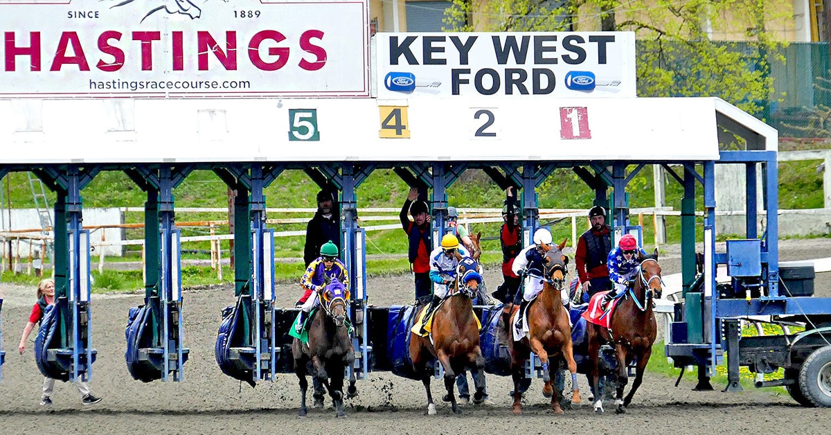 Four racehorses leaving the gate at Hastings Racecourse.