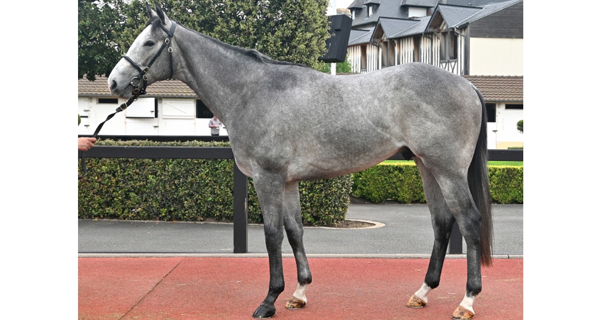 Thumbnail for Point Of Entry Colt Sold to Dubai for €320,000