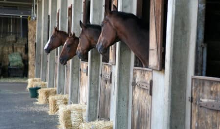 Horses looking out their stall doors.