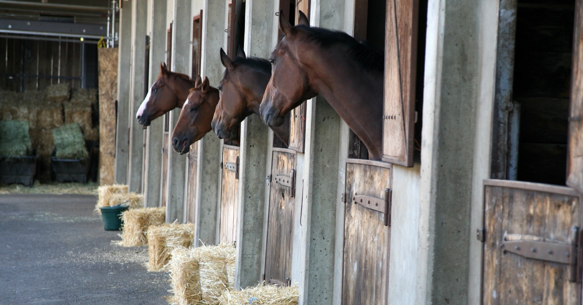 Horses looking out their stall doors.