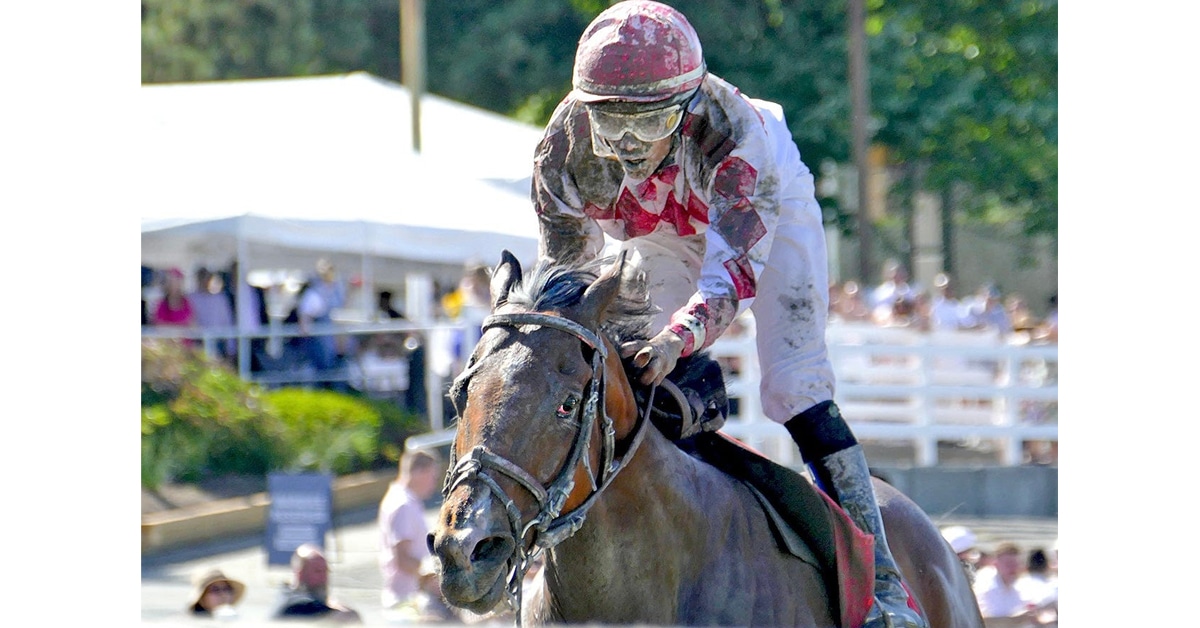 A muddy horse and jockey.