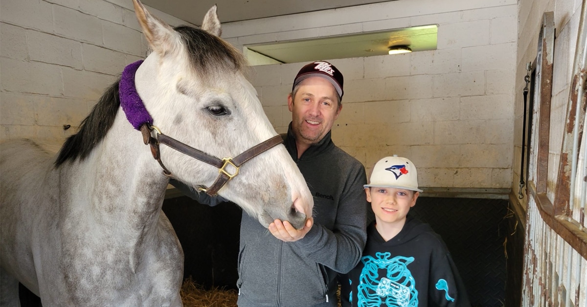 Grey racehorse Pink Gelato in his stall at Woodbine with admirers.