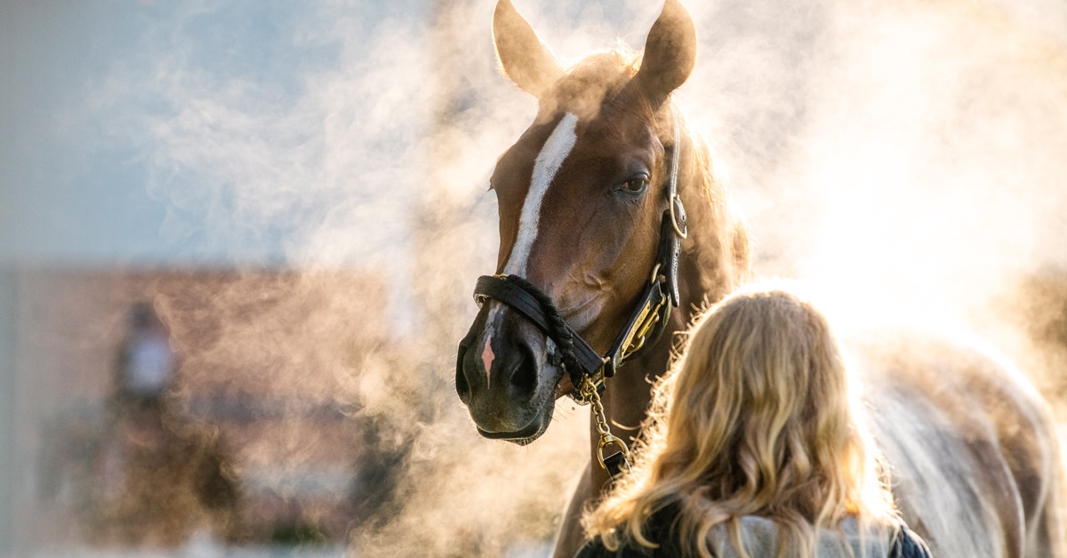 A thoroughbred on the backstretch, steaming after a bath.