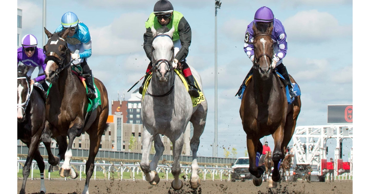 Thumbnail for It’s Super Stakes Saturday at Woodbine!