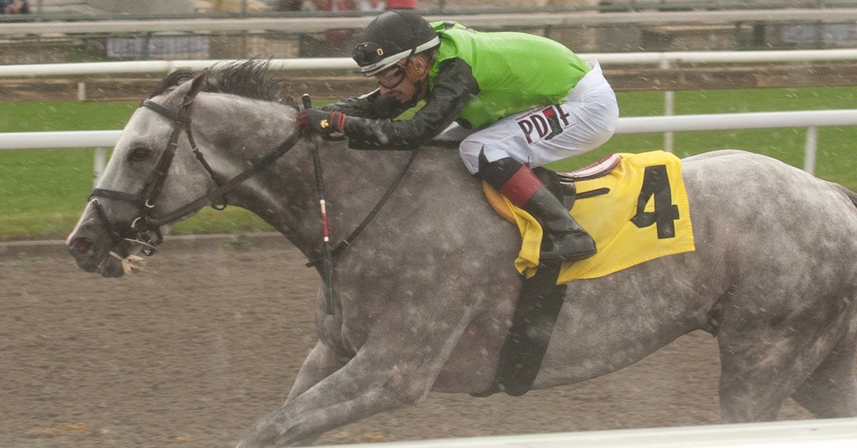 A grey horse racing.