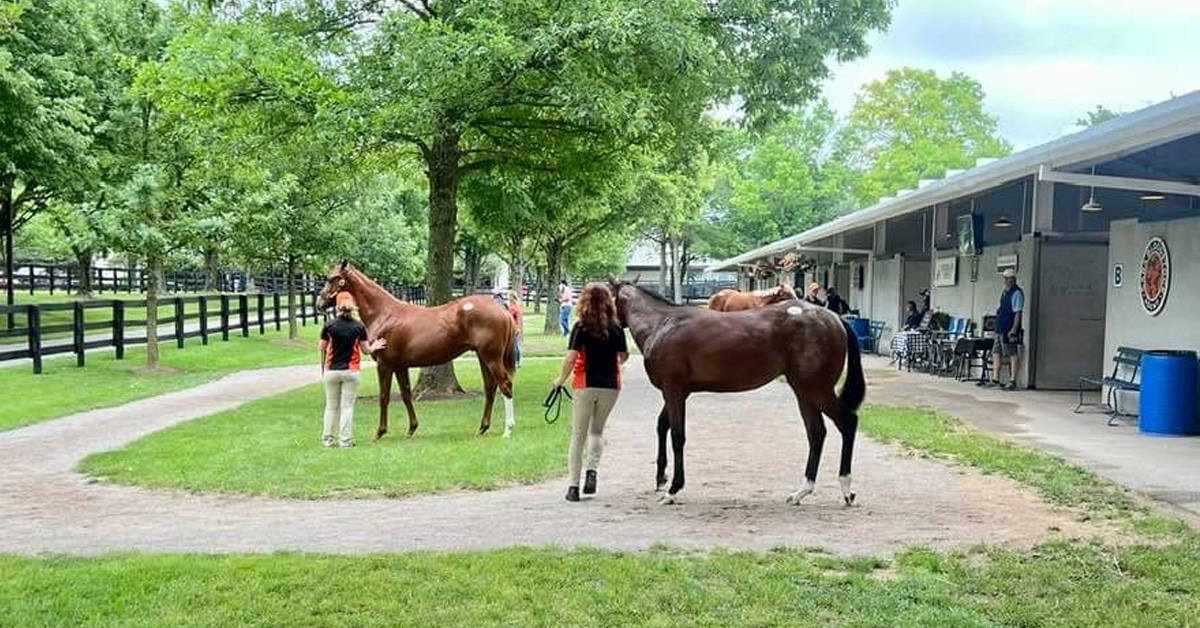 Thumbnail for Canadians Offering Yearlings July 11 in Kentucky