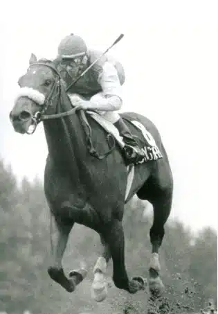 A black-and-white photo of Classy 'n Smart winning the Oaks.