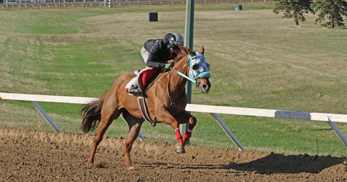 A chestnut racehorse exercising at ASD.