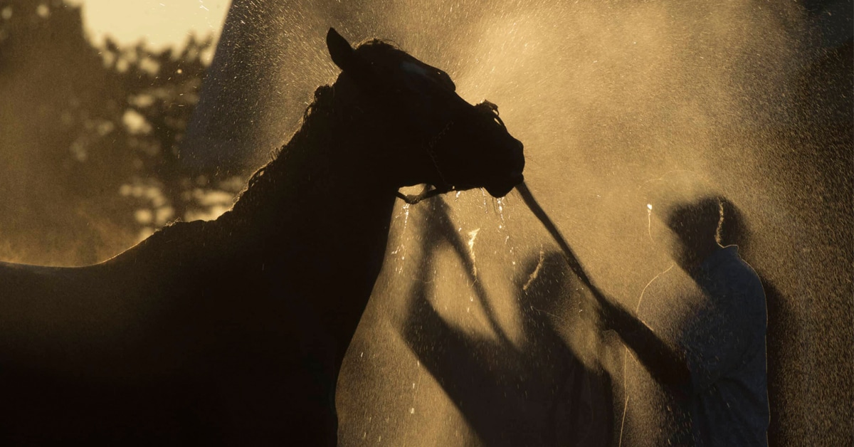 A man bathing a racehorse.