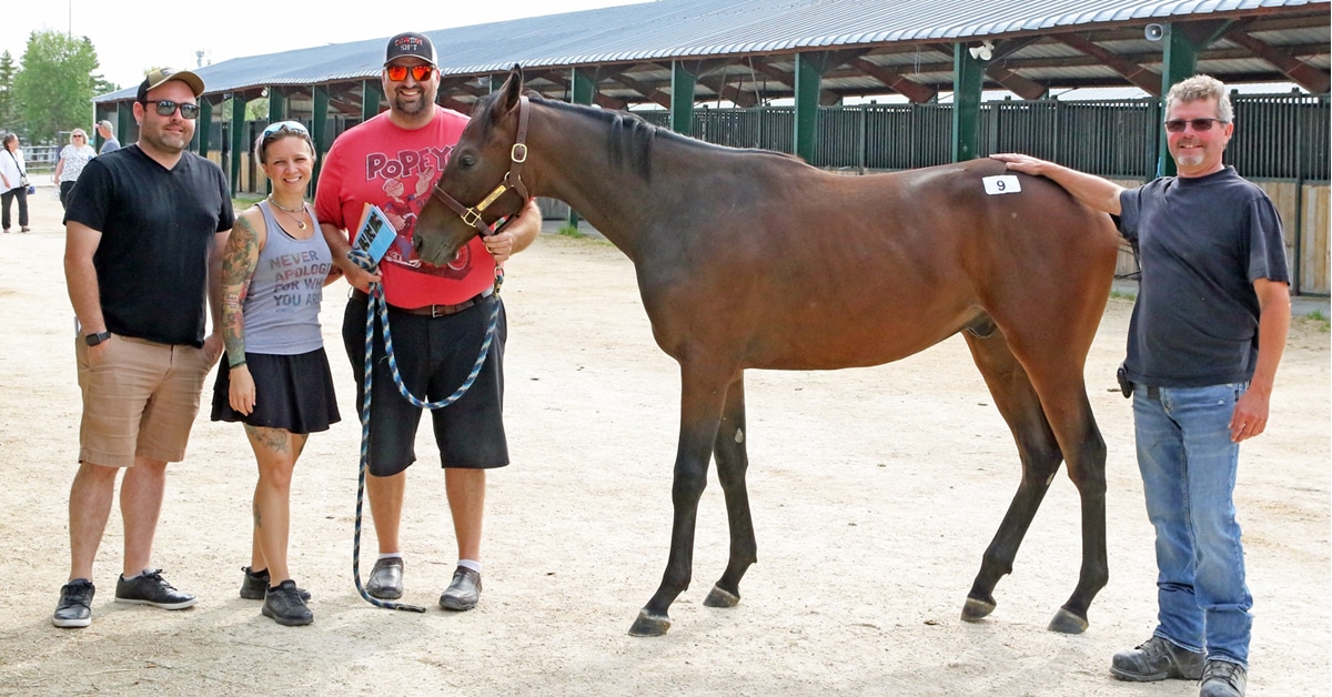 Thumbnail for Son of Nonios Tops CTHS Manitoba Yearling Sale
