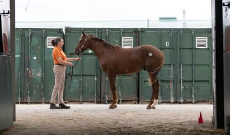 A chestnut yearling being presented by a handler.