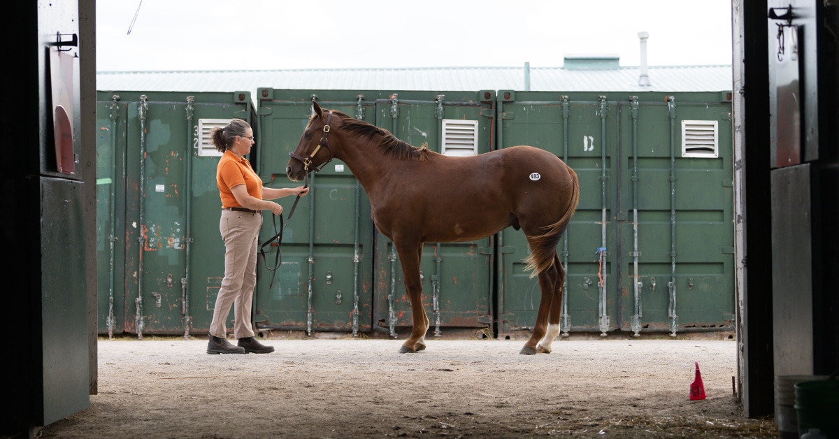 A chestnut yearling being presented by a handler.