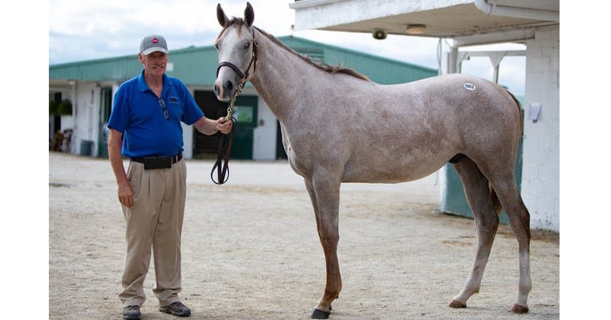 Thumbnail for Report: $150,000 Full Brother to Champ Pink Lloyd Tops Ont. Sale