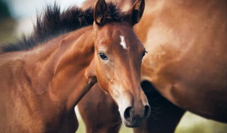 A young foal with his dam.