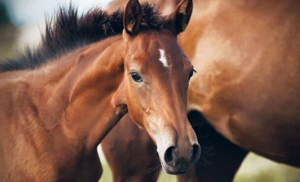 A young foal with his dam.