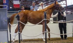 A chestnut filly in a sales ring.