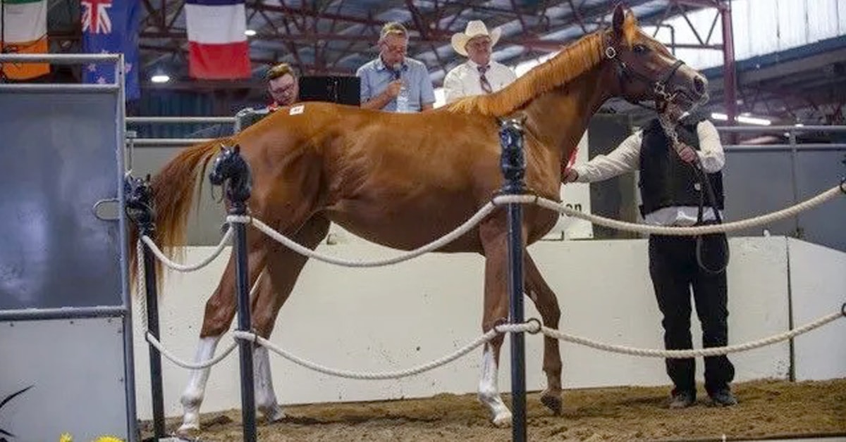 A chestnut filly in a sales ring.