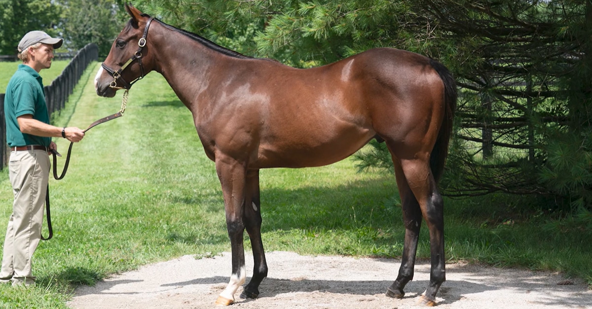 Thumbnail for Mare Purchase Program Foals at Premier Yearling Sale