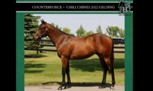 Conformation shot of a bay yearling.