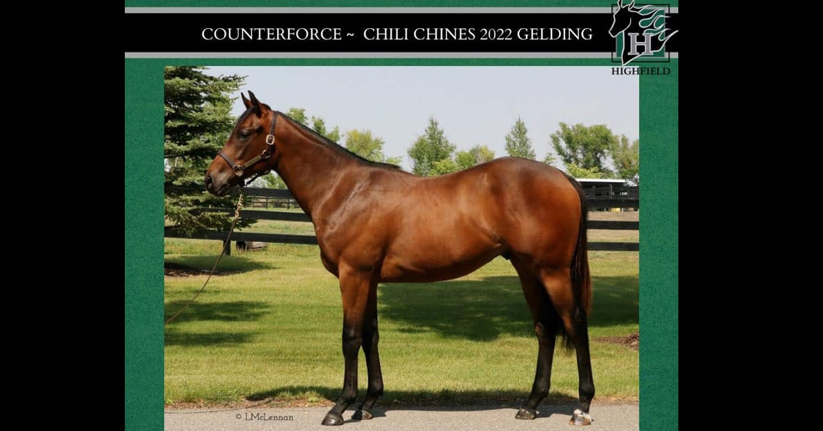 Thumbnail for Counterforce Gelding Tops Successful Alberta Yearling Sale